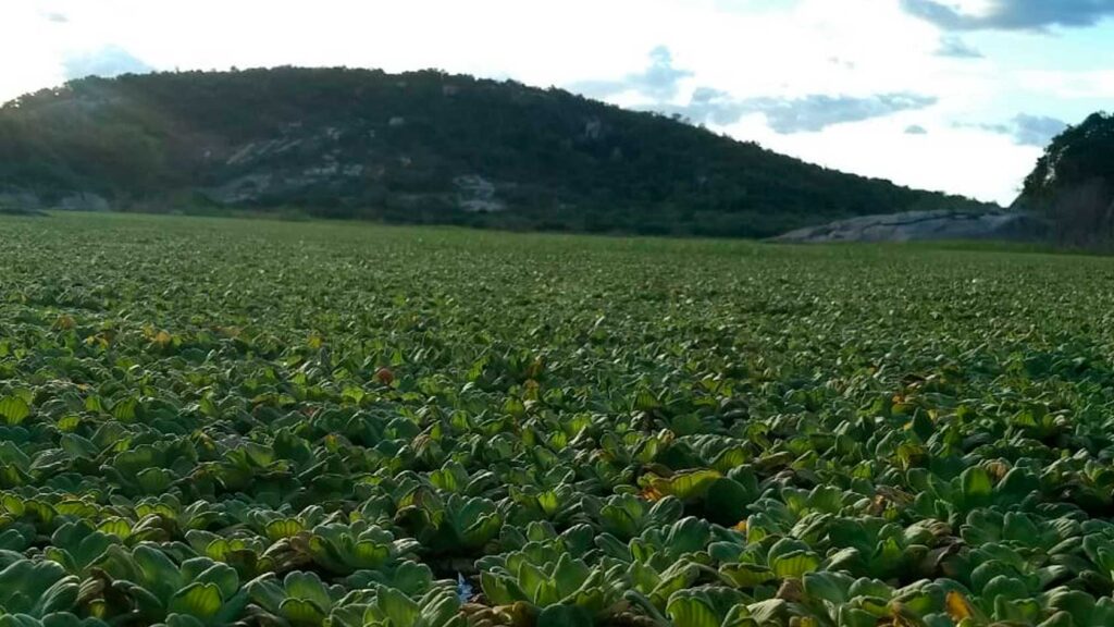 Desbravando a Natureza de Forma Sustentável: Dicas para Trilheiros